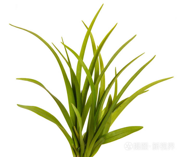 黄花菜孤立在白色背景上的绿色的树叶