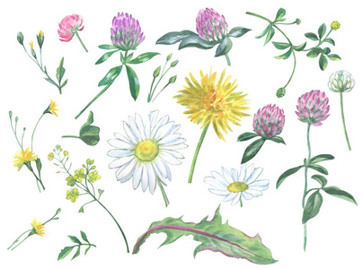 集野花 camomiles, 蒲公英, 三叶草, 水彩插图白色背景