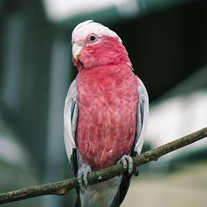 一个大的粉红色和灰色的 Galah 特写