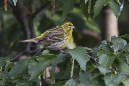 greenfinch 虎尾鸟在树上