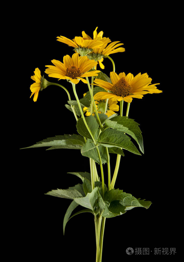 花上黑色背景特写