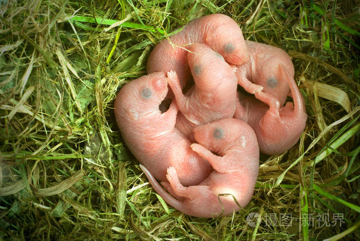 新生老鼠在草巢里