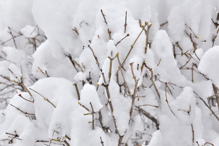 布什在雪下