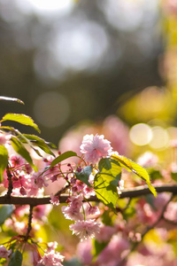 樱花枝在阳光下, 粉红色的花朵在一个模糊的背景, 一个阳光明媚的早晨, 一个空白的设计师, 一个复制品的空间, 一个自然的背景与