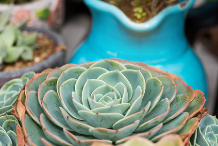 小型多肉植物花园