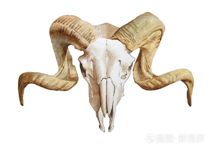 与山羊颅骨的插图水彩插图