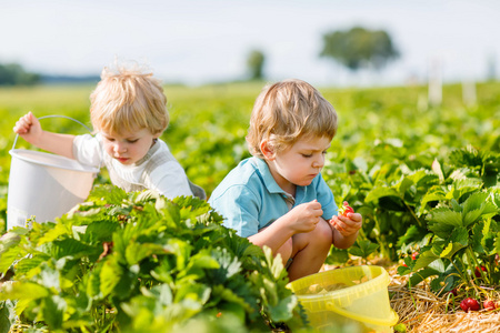 在夏天的草莓农场的两个小的同级蹒跚学步男孩