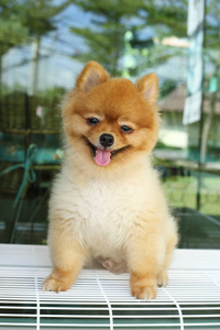 博美犬狗可爱幸福的微笑