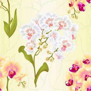 无缝纹理分支兰花蝴蝶兰白色和黄色的花朵和叶子热带植物茎和芽老式矢量植物学插画设计可编辑的手画