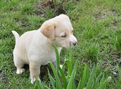 拉布拉多猎犬小狗在花园里