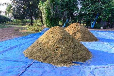 在画布上,采后干燥的稻谷堆照片