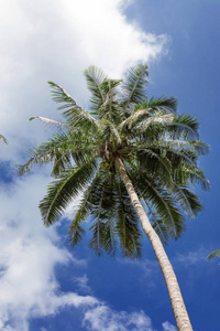 蓝天前的热带异国风情完美棕榈树