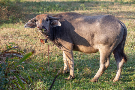 亚洲动物水牛泰国在田间吃草