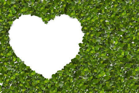 绿色的树叶,在心的形状照片