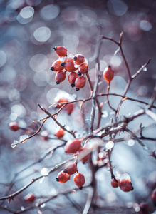 布瑞尔布什下的雪地上的浆果