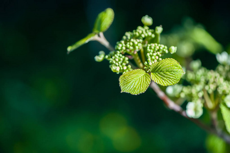 春季背景。年轻的绿色 leavesof 植物在柔和的绿色色调。文本空间