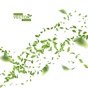 绿线叶图片-绿线叶素材-绿线叶插画-摄图新视界