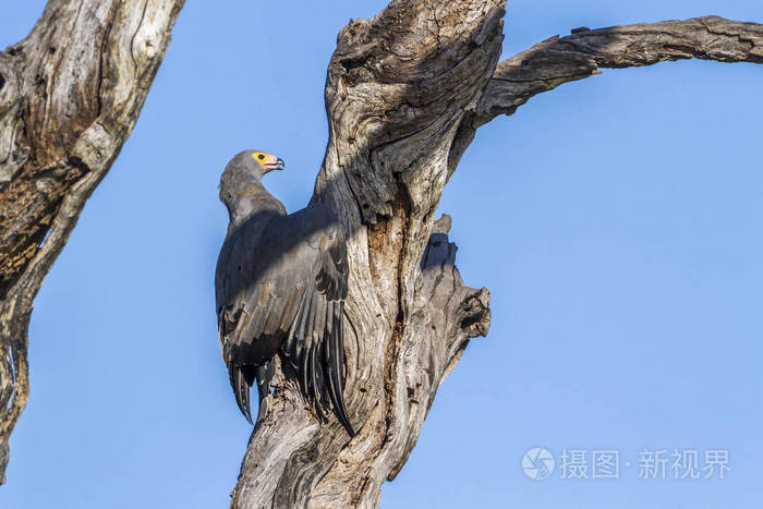 Accipitridae Polyboroides 调制家族的钱币