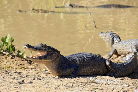 Yacare Caimans 凯门 Yacare 在河岸上。里约热内卢 Claro, 潘塔纳尔, 巴西