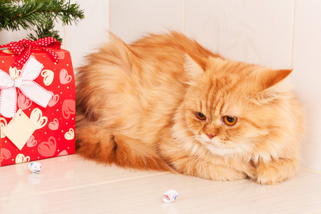 可爱的橙色的猫与红色礼品盒