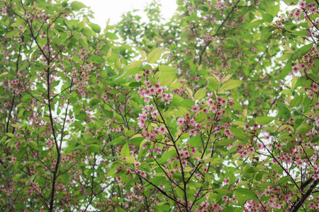 秋枝叶樱桃花图片
