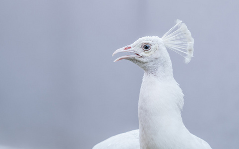 罕见的白孔雀鸟