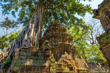 柬埔寨吴哥窟 atient 老 Ta Phrom 寺大树根