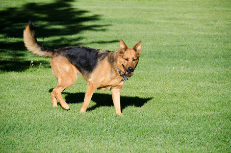 德国牧羊犬在美国草地上奔跑