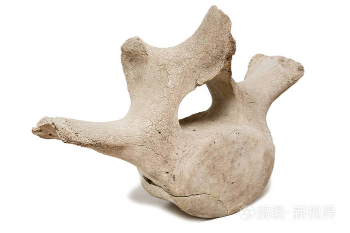 古遗址的鲸鱼脊柱