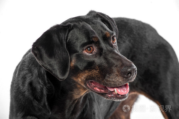 聪明的小黑狗白色背景上