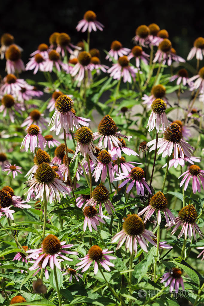 紫锥菊药用植物