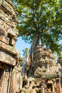 柬埔寨吴哥窟 Atient 老 Ta Phrom 寺