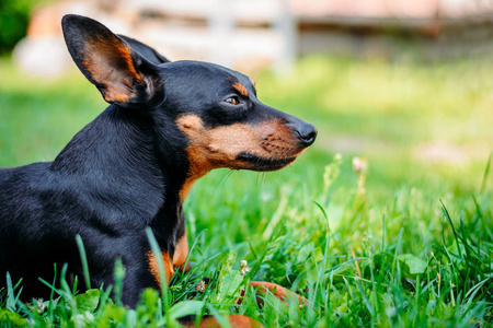 绿草中的微型短毛猎犬