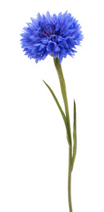 孤立在白色背景上的蓝色矢车菊