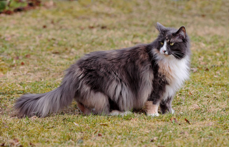 挪威森林猫女站立