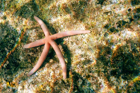 在海底的红色海星图片