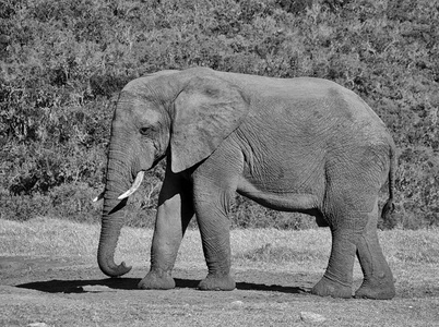 有象牙的非洲成年大象的侧面图照片