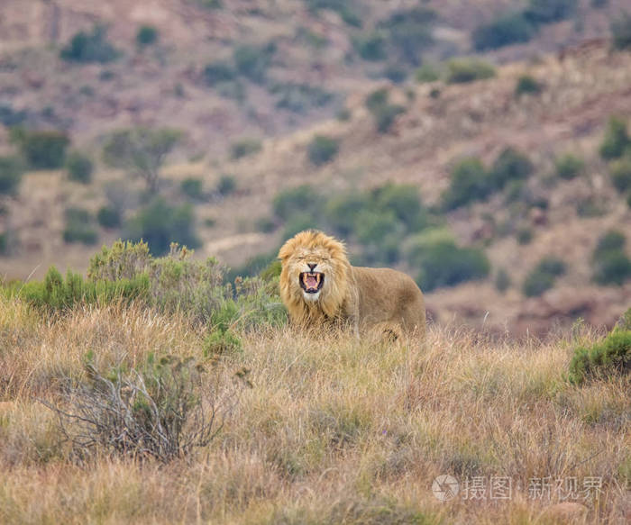 在南部非洲大草原上咆哮的雄狮