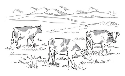在草原上放牧的牛.手绘插图照片