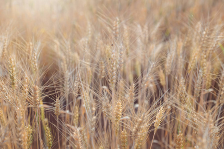 夏季大麦场的美丽风景日落时节, 泰国收获时间黄稻田
