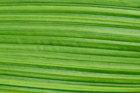 绿叶图案的 Macrophotography