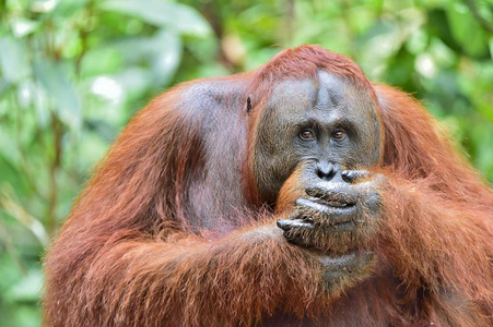 婆罗洲猩猩在自然界中