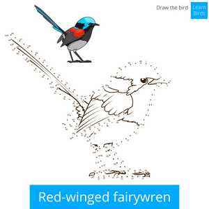 红色细尾鹩鸟学会画矢量图片