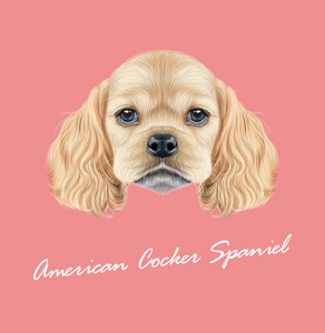矢量插图肖像的美国可卡犬的小狗