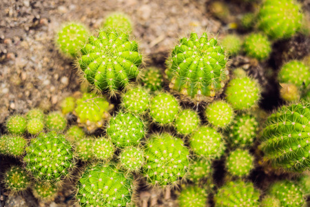 肉质植物仙人掌在公园的地面, 特写视图