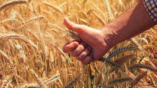 谷物植物发育控制检验中小麦生长的农艺师对农民的满意度分析