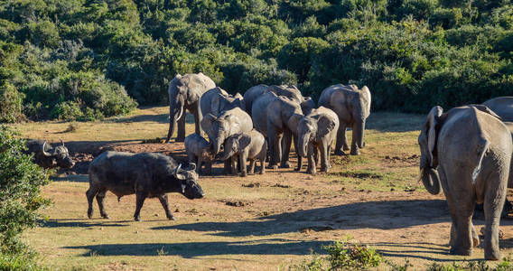 非洲水牛必须仔细接近一个浇水孔, 如果他们想喝时, 有大象使用它
