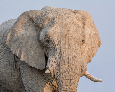 一张非洲大象脸的特写肖像照片