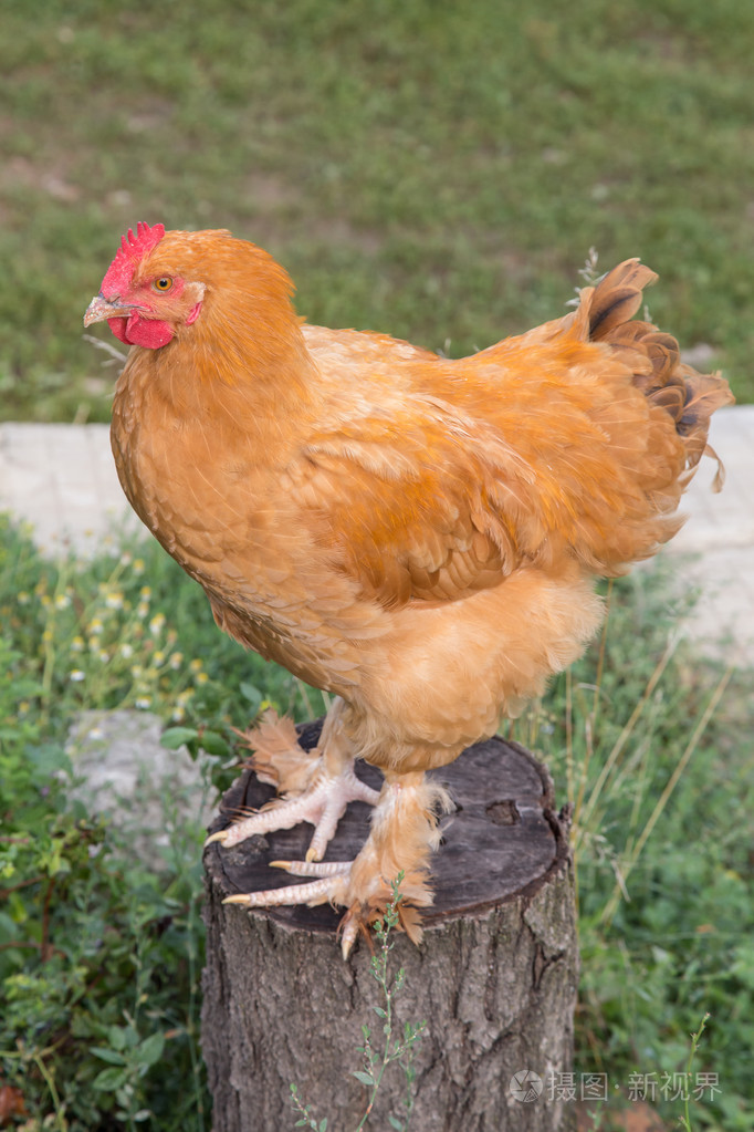 公鸡公鸡在农场