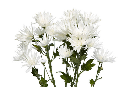 美丽的白菊花